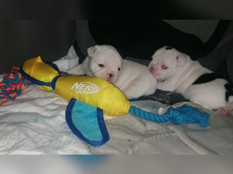 Französische bulldoggen
