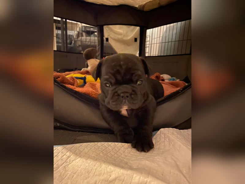 Französische bulldoggen