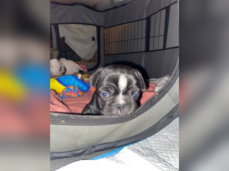 Französische bulldoggen