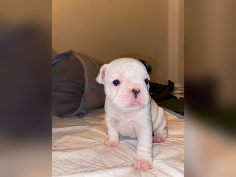 Französische bulldoggen