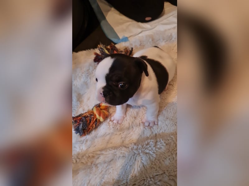 Französische bulldoggen