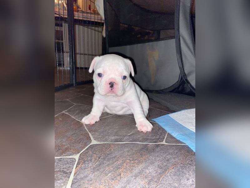 Französische bulldoggen