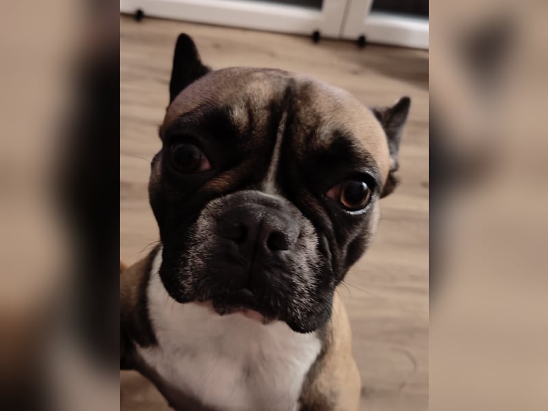 Französische Bulldogge
