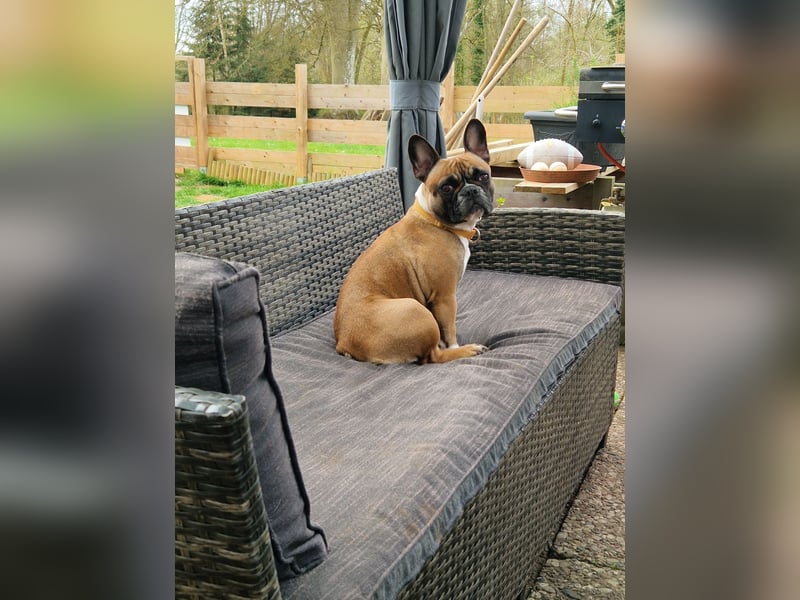 Französische Bulldogge