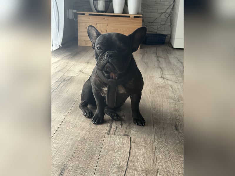 Französische Bulldogge, Weibchen, 1 Jahr alt