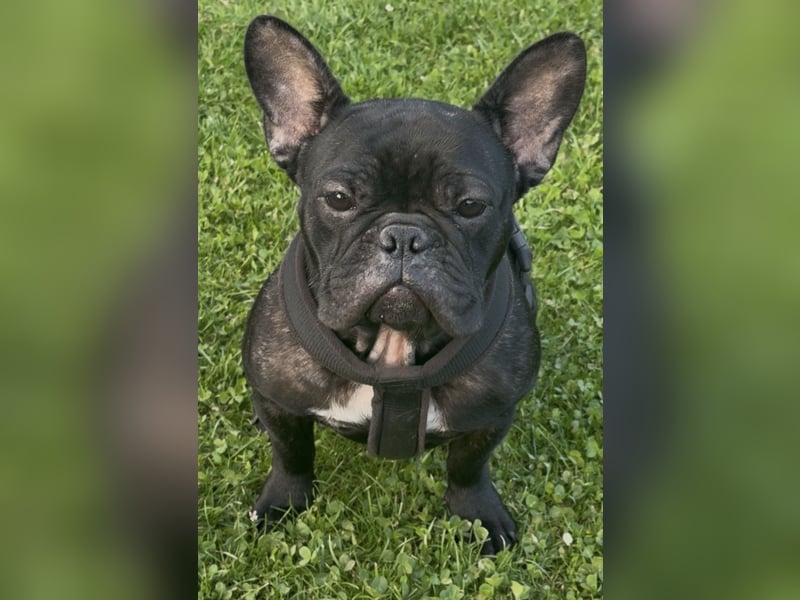 Französische Bulldogge, Weibchen, 1 Jahr alt
