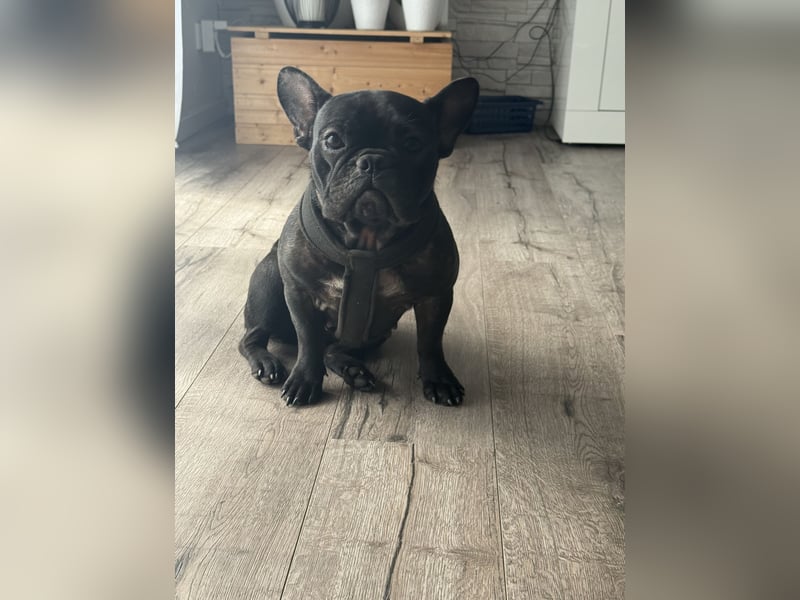 Französische Bulldogge, Weibchen, 1 Jahr alt