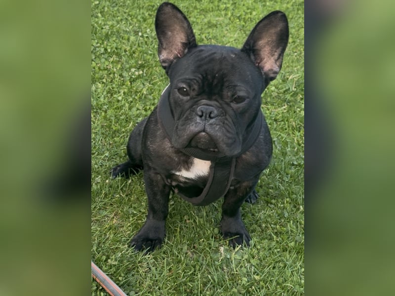Französische Bulldogge, Weibchen, 1 Jahr alt