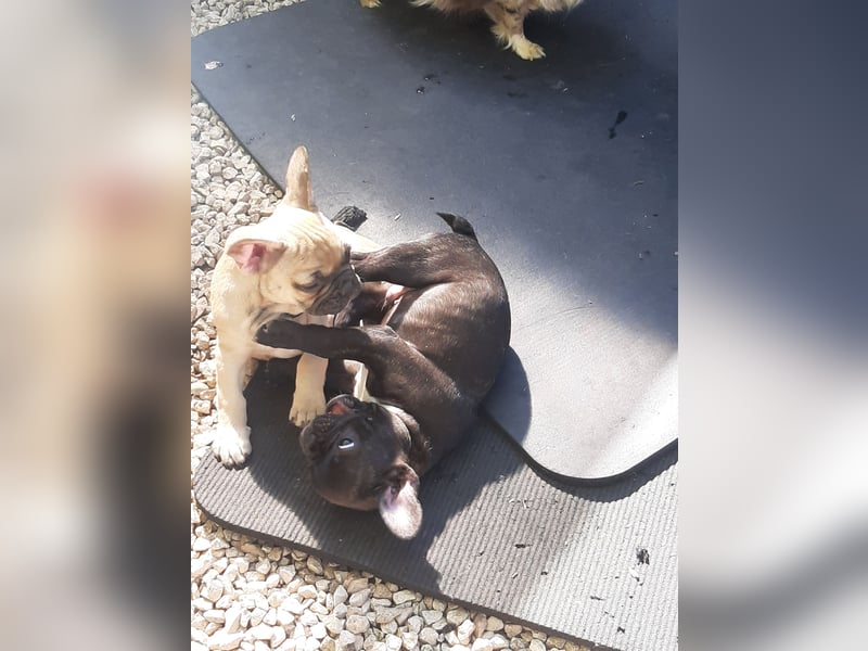 Süße französische Bulldoggen Welpen abzugeben
