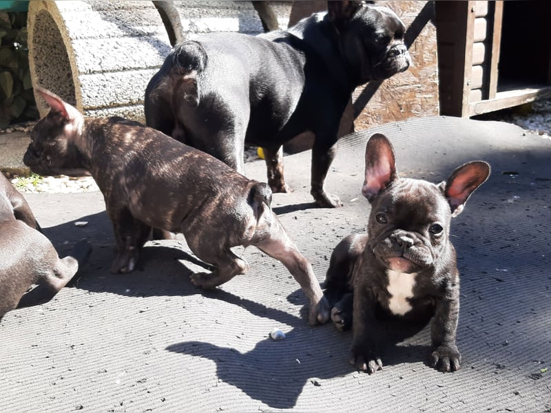 Süße französische Bulldoggen Welpen abzugeben
