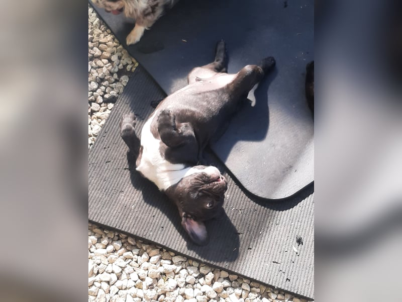 Süße französische Bulldoggen Welpen abzugeben