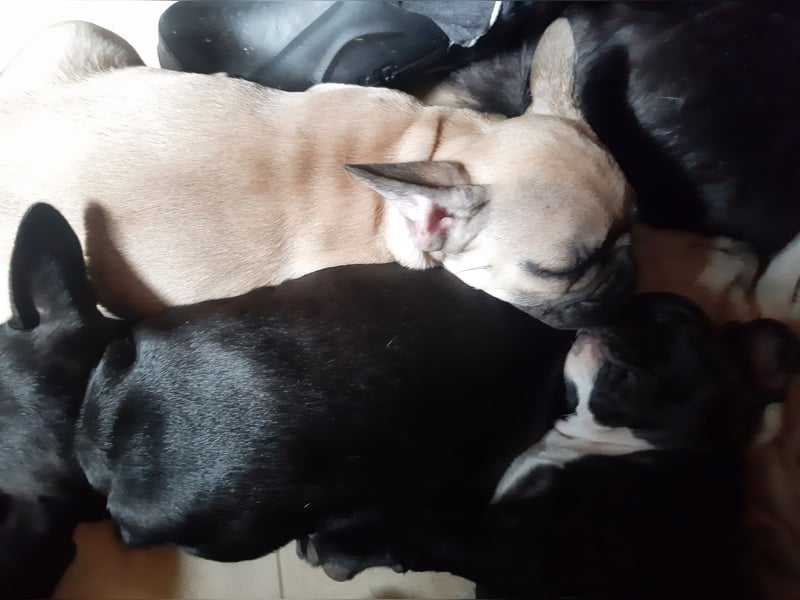 Süße französische Bulldoggen Welpen abzugeben