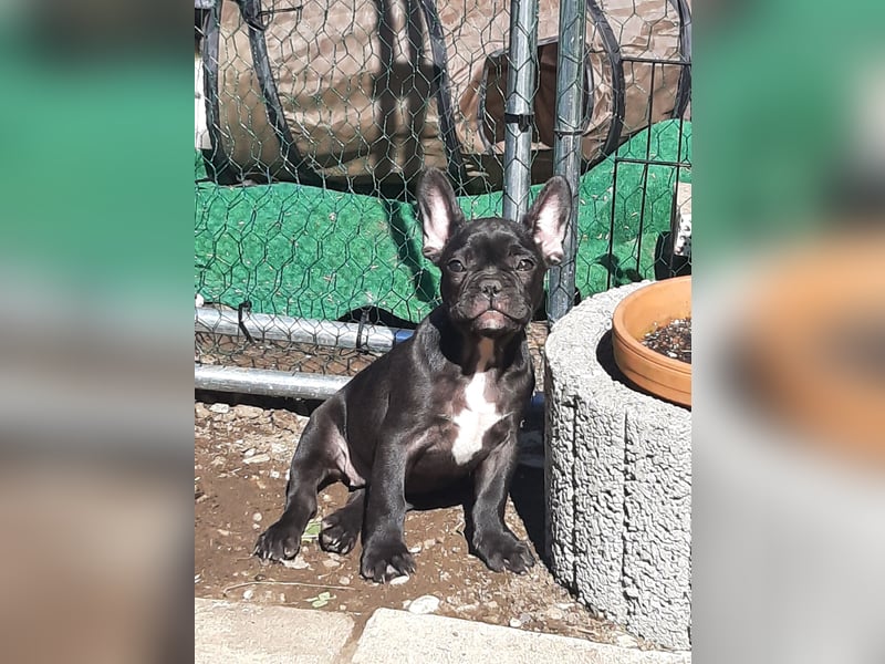 Süße französische Bulldoggen Welpen abzugeben