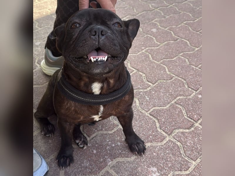 Französisch Bulldogge