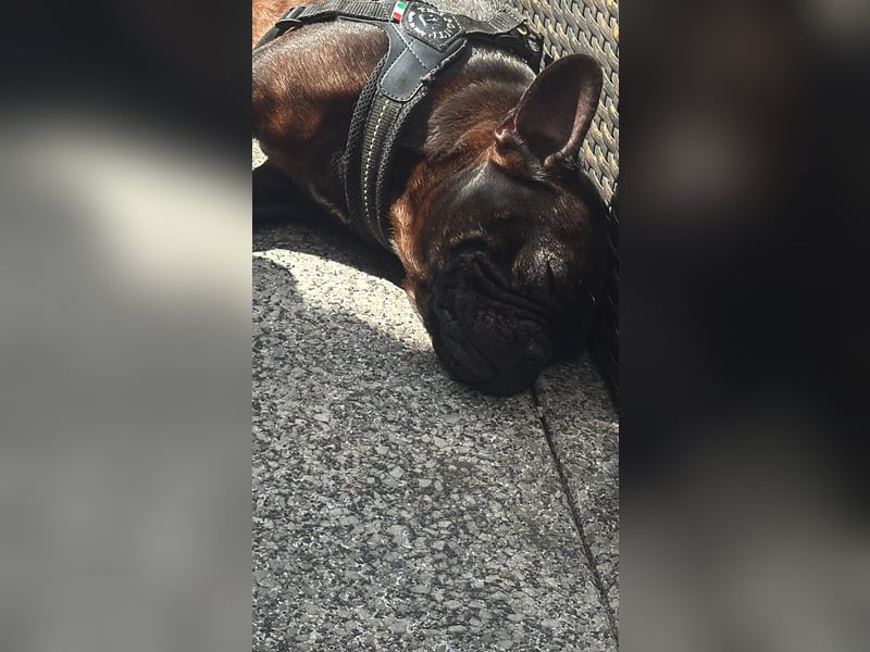 Französisch Bulldogge