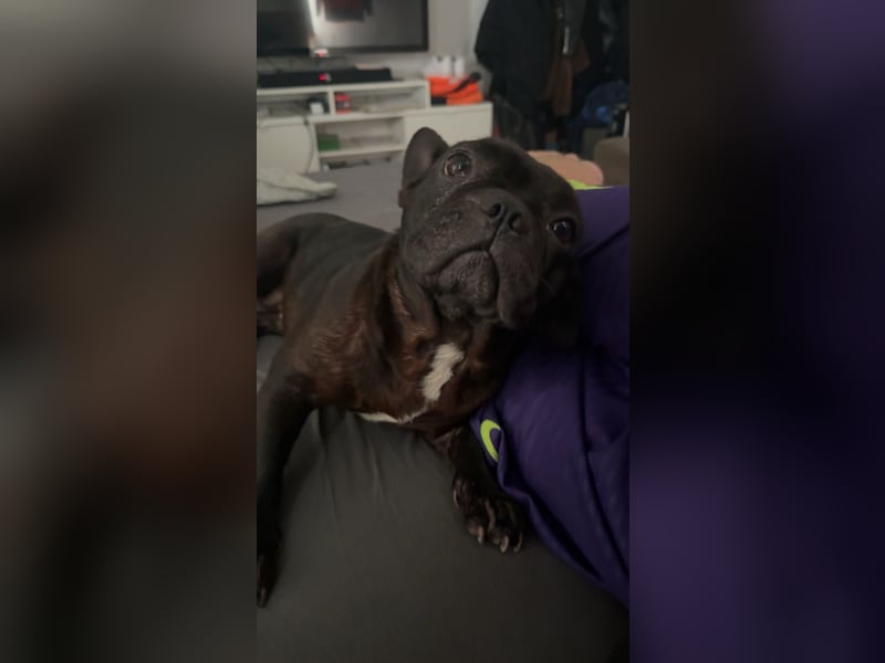 Französisch Bulldogge