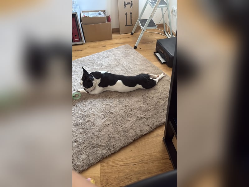 1 jährige reinrassige französische Bulldogge