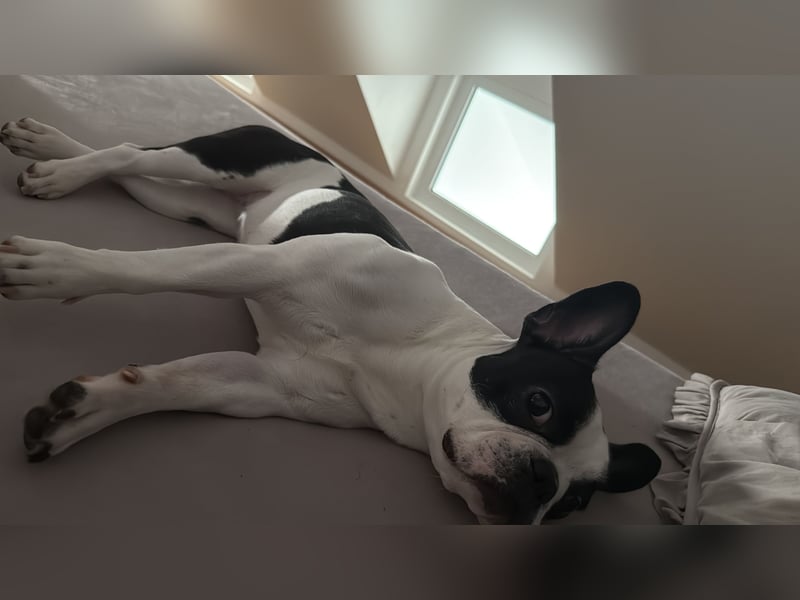 1 jährige reinrassige französische Bulldogge