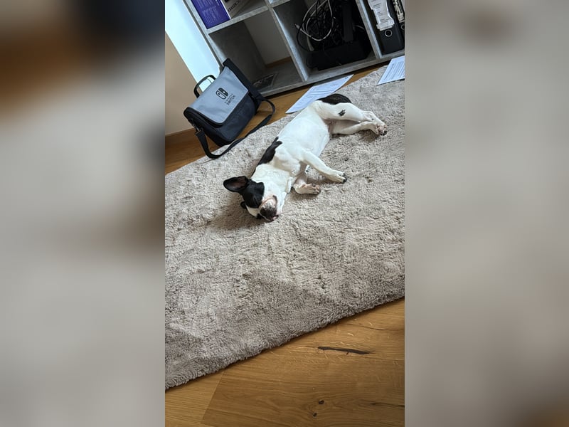 1 jährige reinrassige französische Bulldogge