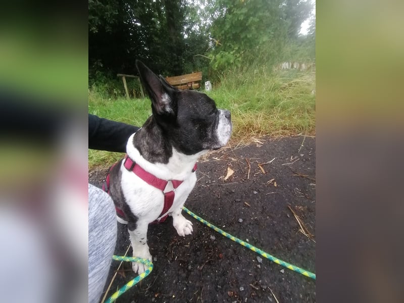 Französische Bulldogge Inge sucht Zuhause oder Pflegestelle