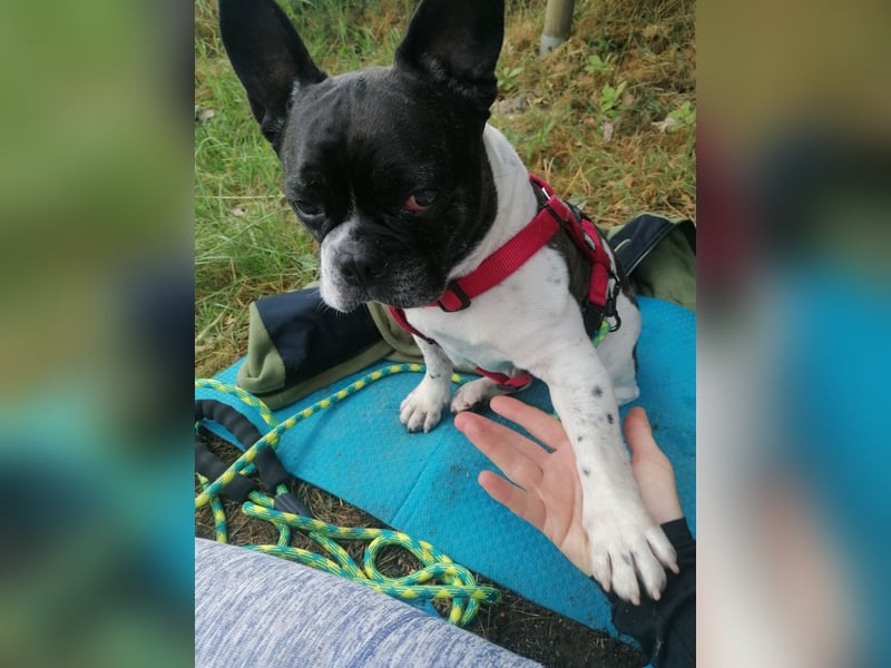 Französische Bulldogge Inge sucht Zuhause oder Pflegestelle