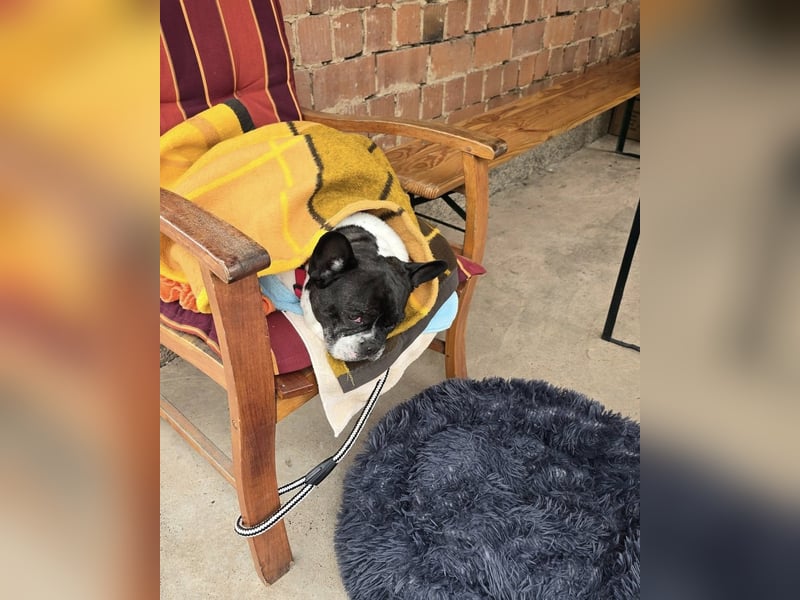 Französische Bulldogge Inge sucht Zuhause oder Pflegestelle