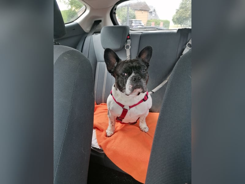 Französische Bulldogge Inge sucht Zuhause oder Pflegestelle