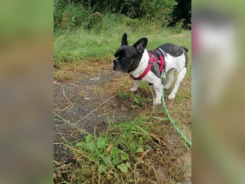 Französische Bulldogge Inge sucht Zuhause oder Pflegestelle