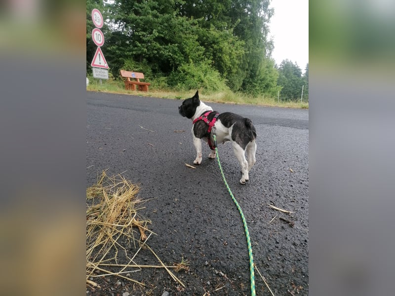 Französische Bulldogge Inge sucht Zuhause oder Pflegestelle