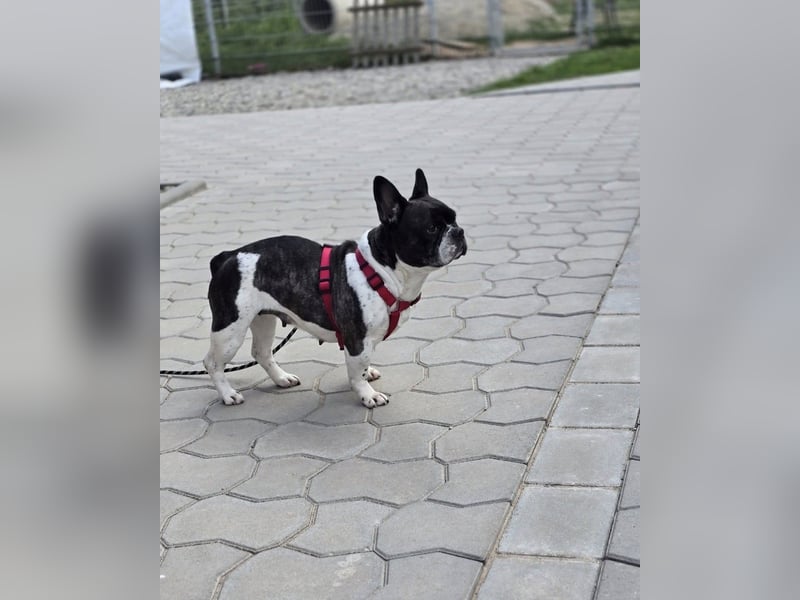 Französische Bulldogge Inge sucht Zuhause oder Pflegestelle