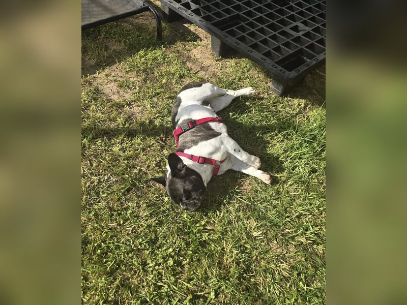 Französische Bulldogge Inge sucht Zuhause oder Pflegestelle
