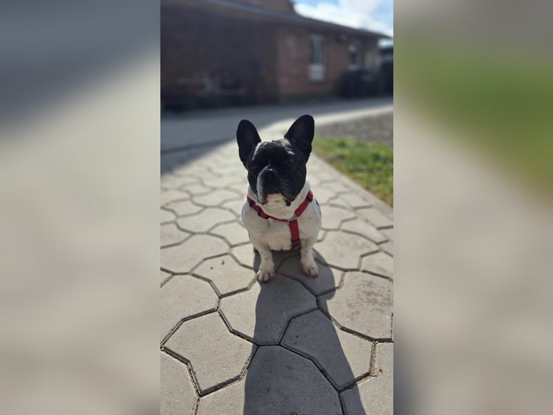 Französische Bulldogge Inge sucht Zuhause oder Pflegestelle