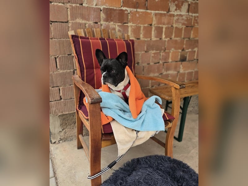 Französische Bulldogge Inge sucht Zuhause oder Pflegestelle