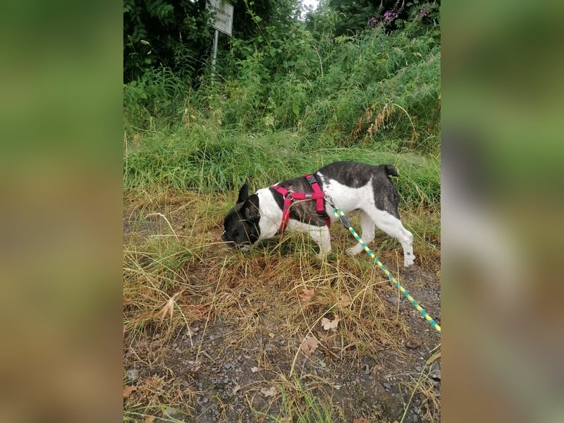 Französische Bulldogge Inge sucht Zuhause oder Pflegestelle