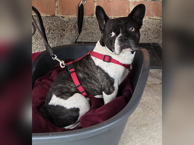 Französische Bulldogge Inge sucht Zuhause oder Pflegestelle