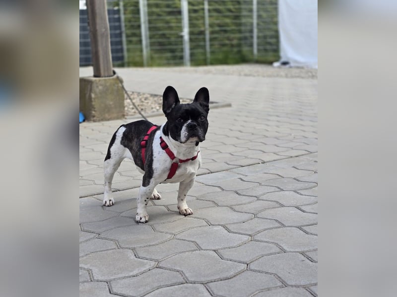 Französische Bulldogge Inge sucht Zuhause oder Pflegestelle