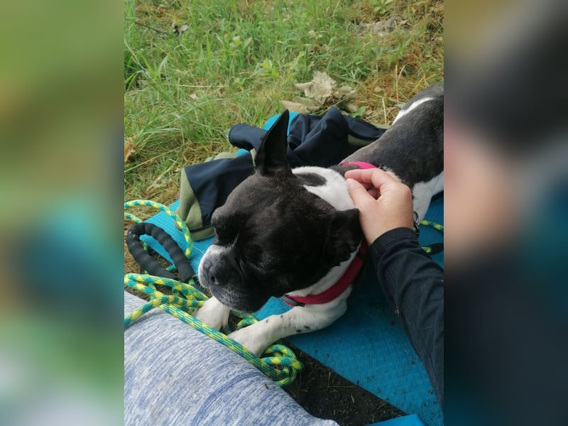 Französische Bulldogge Inge sucht Zuhause oder Pflegestelle