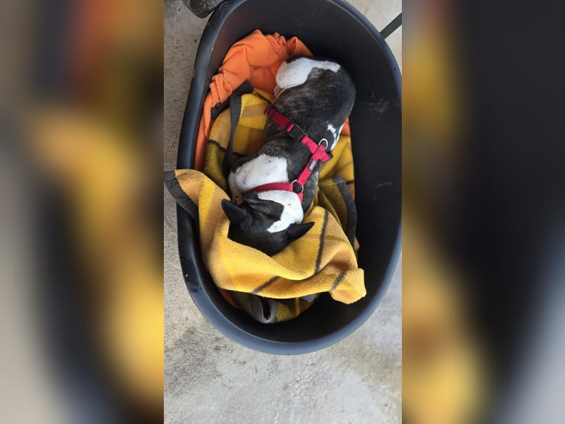 Französische Bulldogge Inge sucht Zuhause oder Pflegestelle
