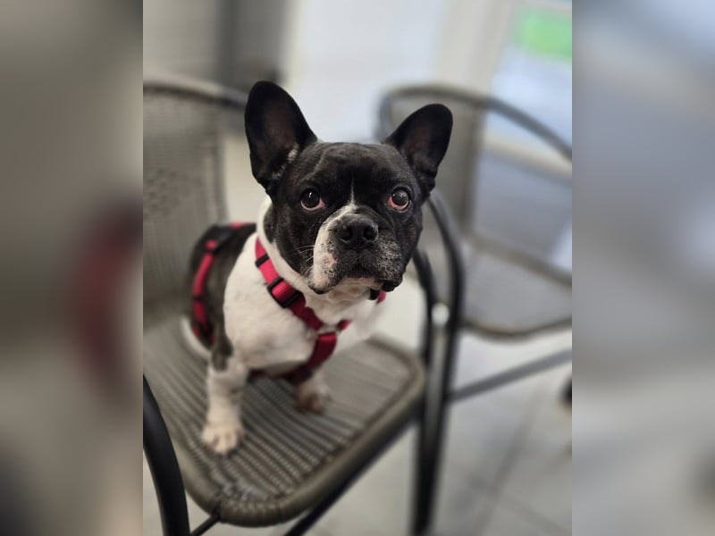 Französische Bulldogge Inge sucht Zuhause oder Pflegestelle