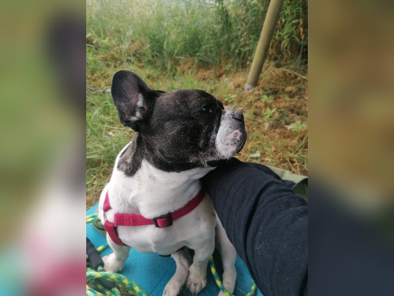 Französische Bulldogge Inge sucht Zuhause oder Pflegestelle