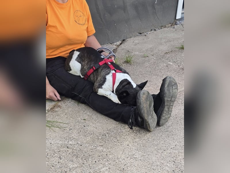 Französische Bulldogge Inge sucht Zuhause oder Pflegestelle