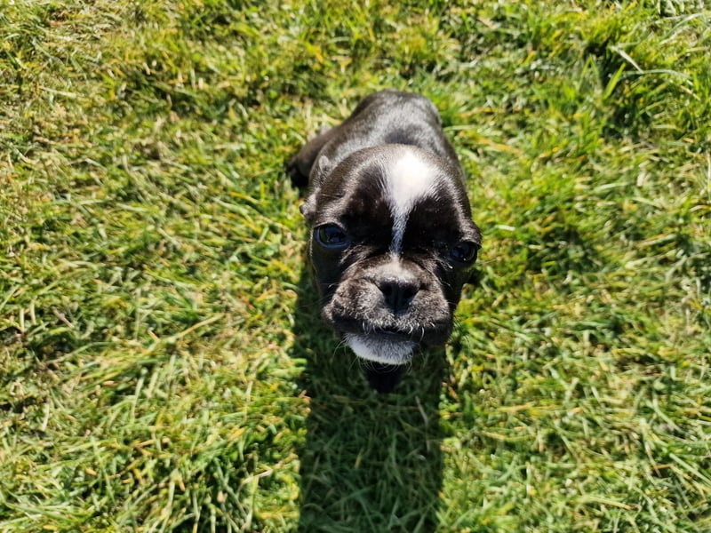 Wir dürfen ausziehen / 3 Monate alte Französische Bulldoggen Welpen