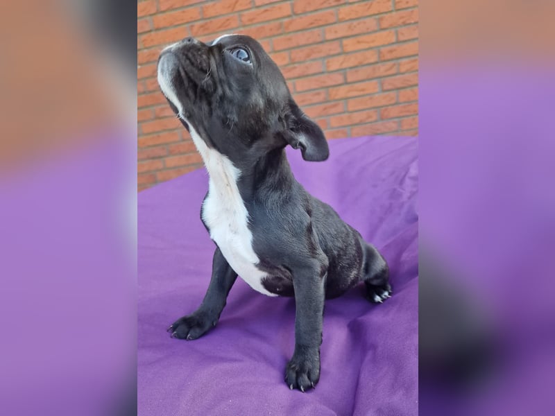 Wir dürfen ausziehen / 3 Monate alte Französische Bulldoggen Welpen