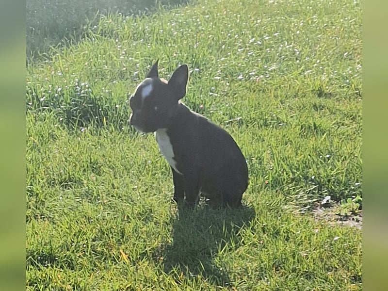 Wir dürfen ausziehen / 3 Monate alte Französische Bulldoggen Welpen