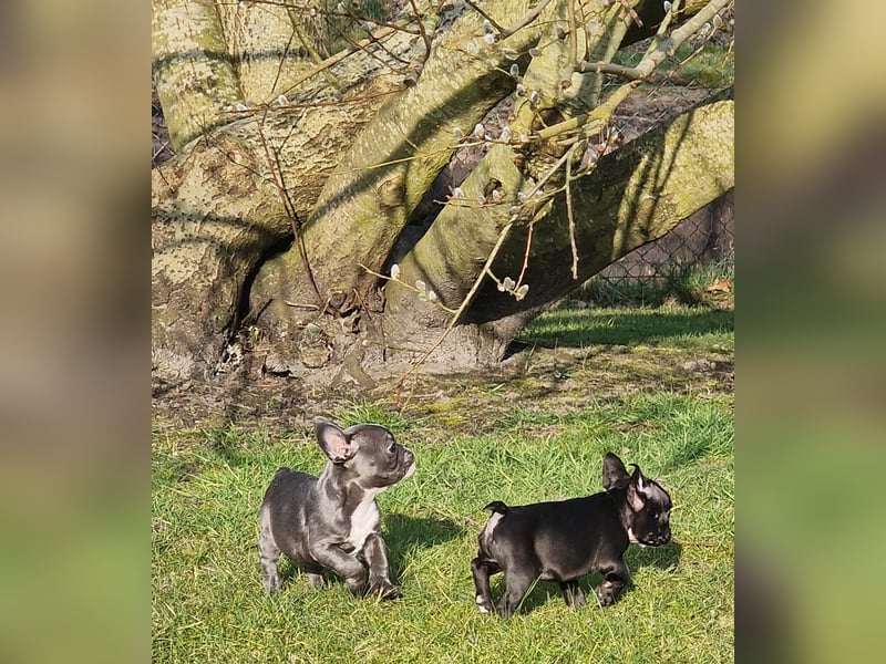 Wir dürfen ausziehen / 3 Monate alte Französische Bulldoggen Welpen