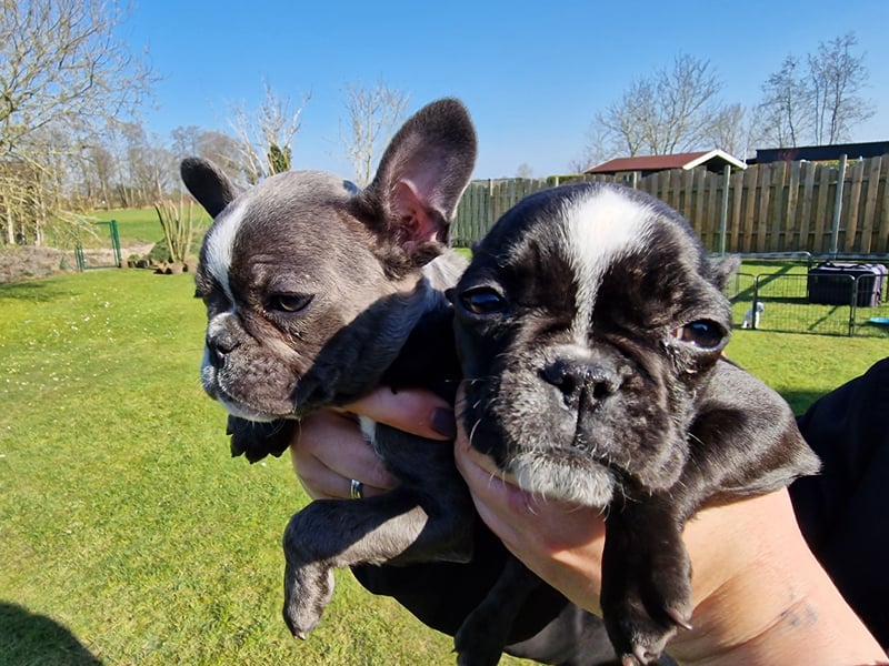 Wir dürfen ausziehen / 3 Monate alte Französische Bulldoggen Welpen