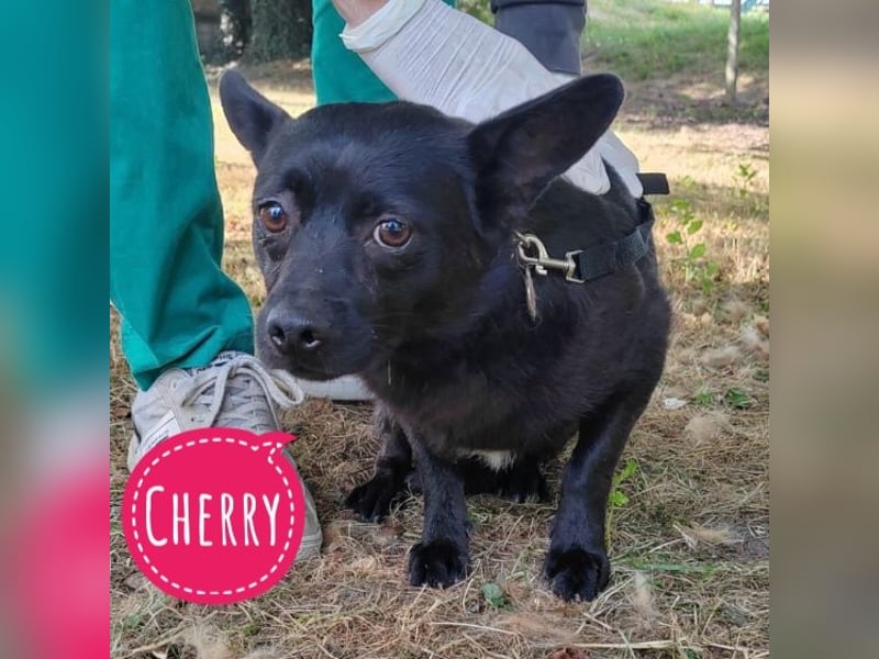 Cherry braucht nur Geborgenheit