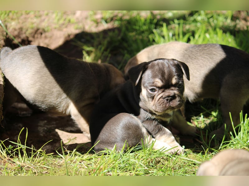 Traumhafte Französische Bulldoggen Welpen aus langjährig erfahrener Zucht