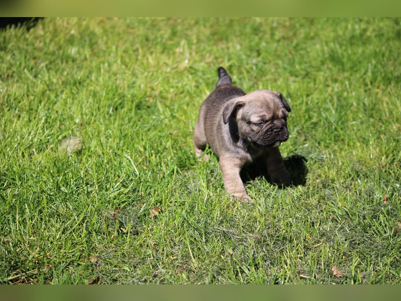 Traumhafte Französische Bulldoggen Welpen aus langjährig erfahrener Zucht