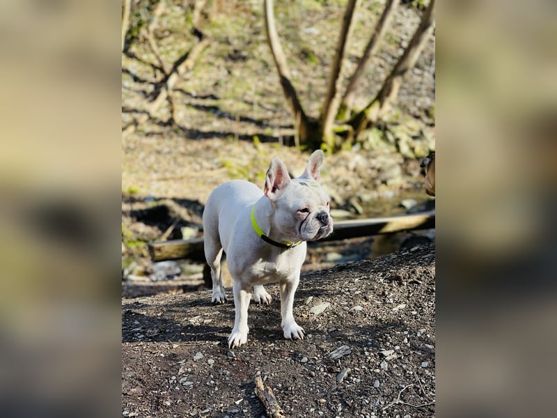Eine liebevolle Französische Bulldogge sucht ein liebevolles neues Zuhause!